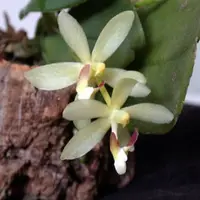 Grosourdya zillingeri spp.