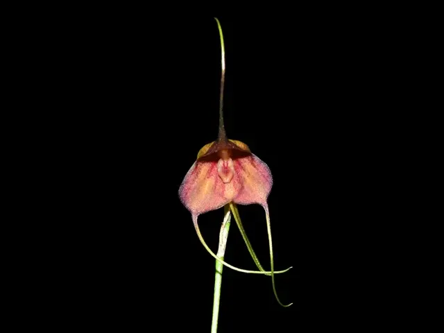 Dracuvallia Tristesita (Dracuvallia)