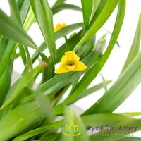 Maxillaria variabilis — 2" Pot Oversized / Without Spike