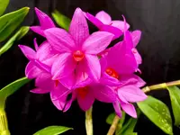 Dendrobium glomeratum ‘Spitskop’ x ‘Alkmaar’