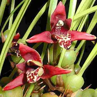 Maxillaria tenufolia sp.