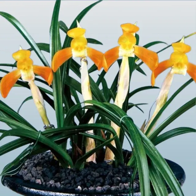 Cymbidium goeringii 'Sanho'