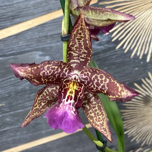 Beallara Marfitch Renaissance Coral