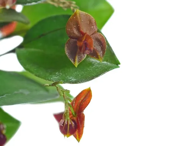 Lepanthes fimbriata x