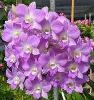 Dendrobium Surprise Blue Medium Size