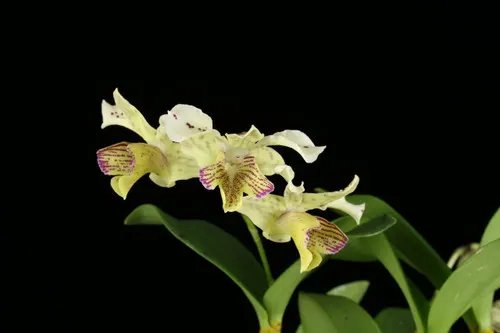 Dendrobium Chocolate Chip, Blooming Size (Dendrobium)
