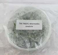 FLASK Mormodes revoluta