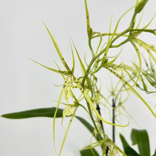 Brassia Fabian