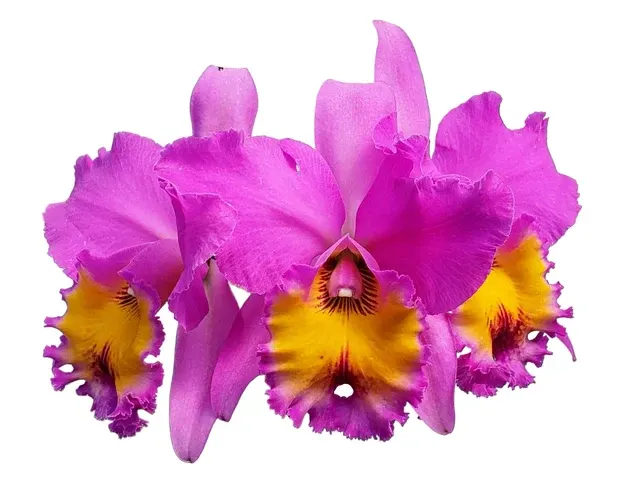 Rhyncholaeliocattleya Portoviejo