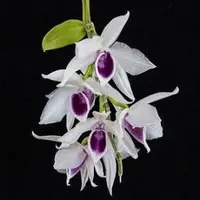 Dendrobium anosmum var semi alba "hawai " sp.