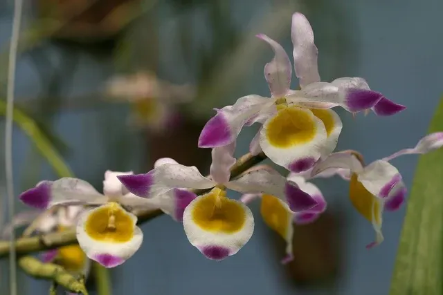 Dendrobium crystallinum (Dendrobium)