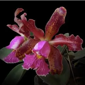 Cattleya schilleriana var tipo