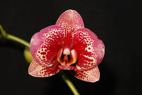Phalaenopsis ELEGANT DREAM DIAMOND