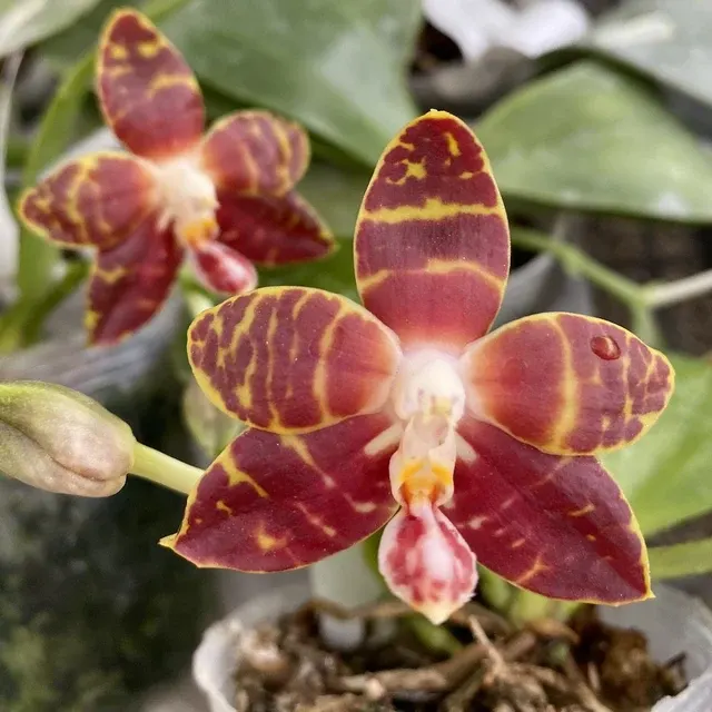 Phalaenopsis amboinensis parfumata 'I-Lan'