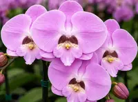 Phalaenopsis Strawberry Smoothie Blooming Size