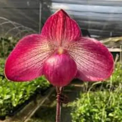 Paphiopedilum Wossner Phillingo (Paphiopedilum)