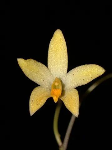 Laelia gracilis (Laelia)