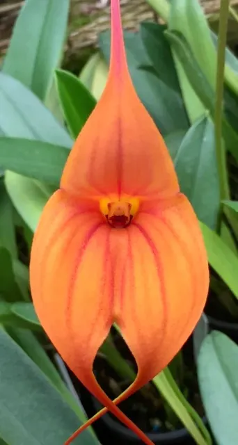 Masdevallia King Of Kings