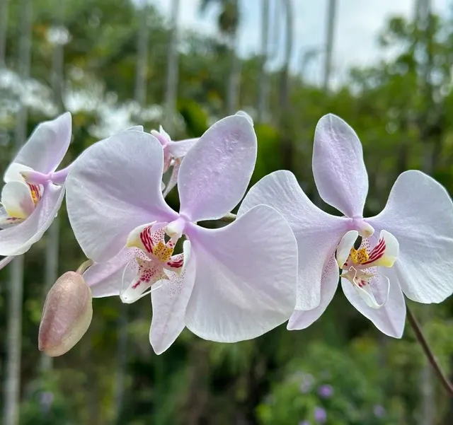 Phalaenopsis amabilis 'YL-60' (Phalaenopsis)