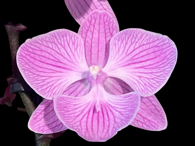 Phalaenopsis Yu Pin Fireworks (Phalaenopsis)