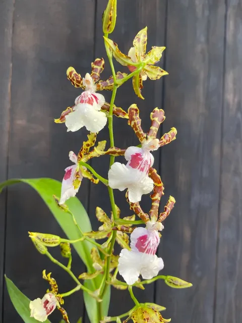 Odontocidium Wild Willie 'Bingo' (Odontocidium)