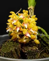 Robiquetia aberrans