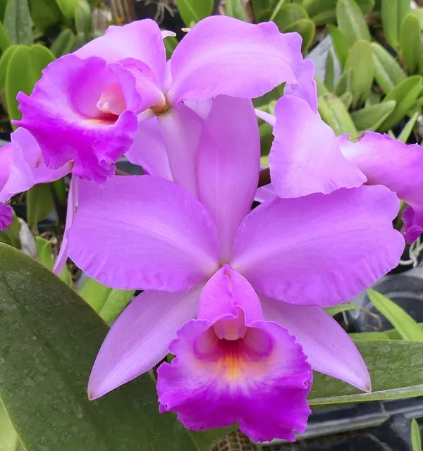Cattleya Odom's Lavender Harbor (Cattleya)