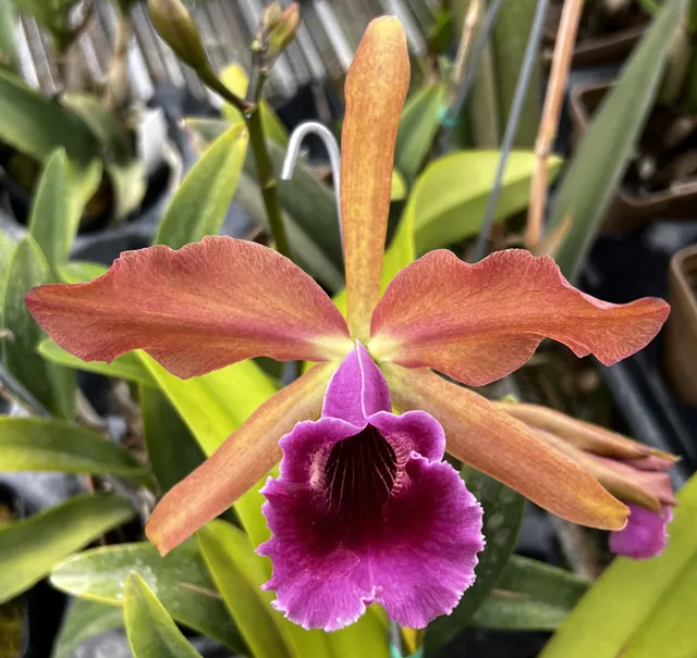 Laeliocattleya Glenarun (Laeliocattleya)