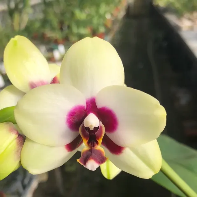 Phalaenopsis Nobby's Shadowy