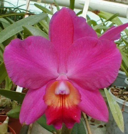 Sophrolaeliocattleya MAHALO JACK (Sophrolaeliocattleya)