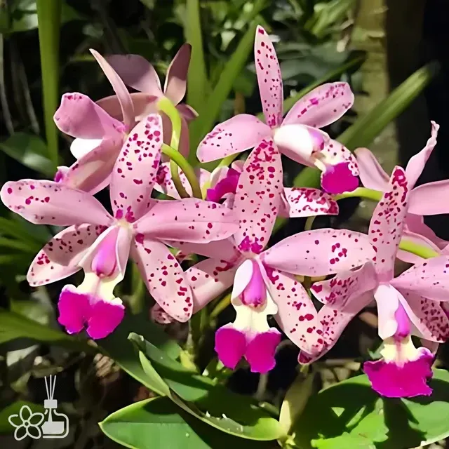 Cattleya Tropical Pointer