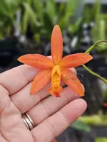 Cattlianthe Koolau Treat (3″ pot)