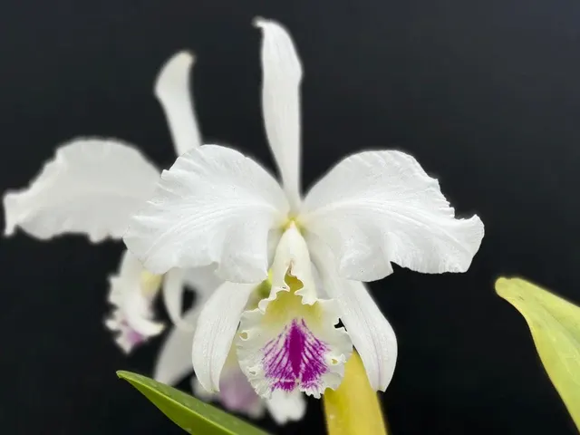 Cattleya warnerii 'Olompali’s Isaura' (Cattleya)
