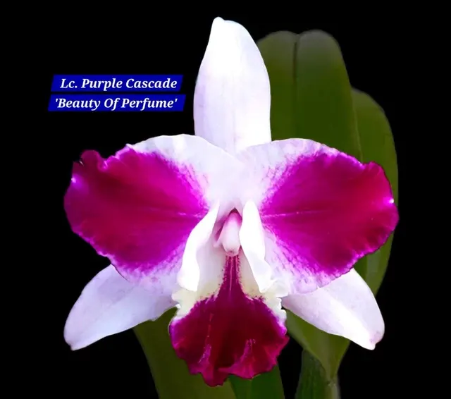 Cattleya 7 Orchid (Cattleya)