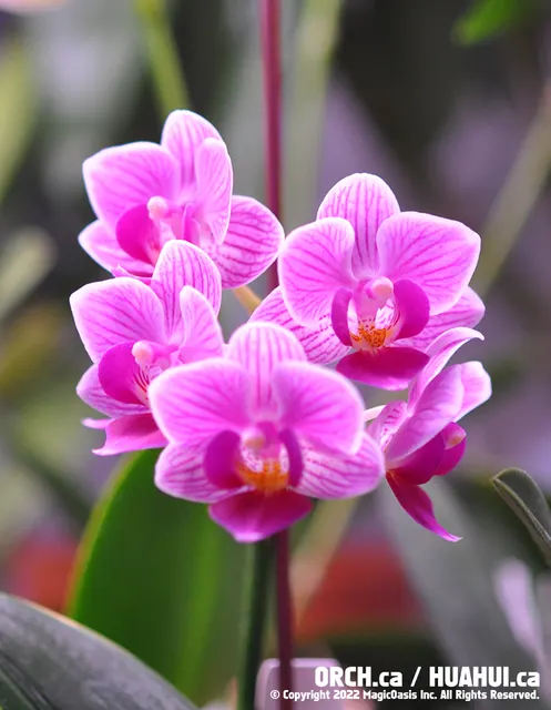 Phalaenopsis Sogo Vivien 'F858' (Phalaenopsis)