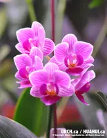 Phal. Sogo Vivien 'F858' (PF858V)(Variegated Leaf) (Hybrid)