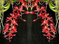 Rodridenia Woon Leng’s Red Gem