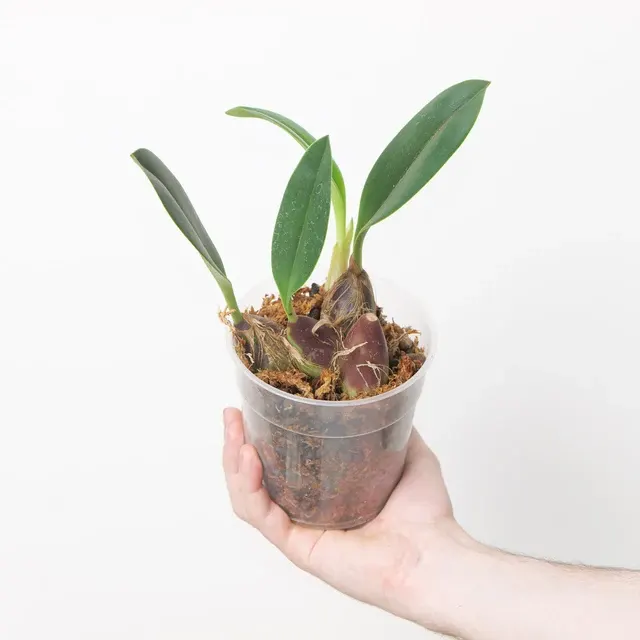 Bulbophyllum levanae 'Yellow'