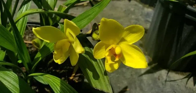 Spathoglottis gracilis (Spathoglottis)