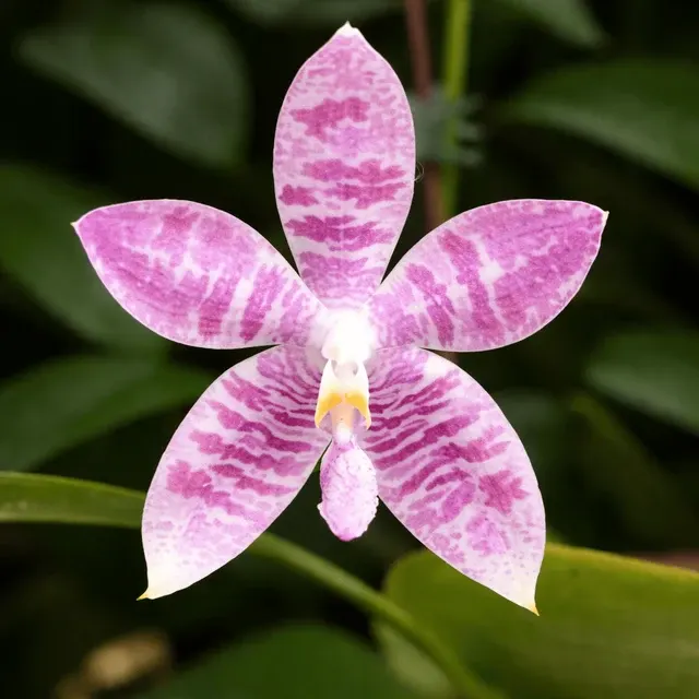 Phalaenopsis Vinh Long Red Sun 'Dragon Tattoo' (Phalaenopsis)