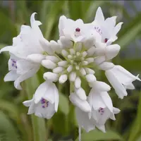 Polystacha benthamia (Neobenthamia gracilis) — 4 inch pot