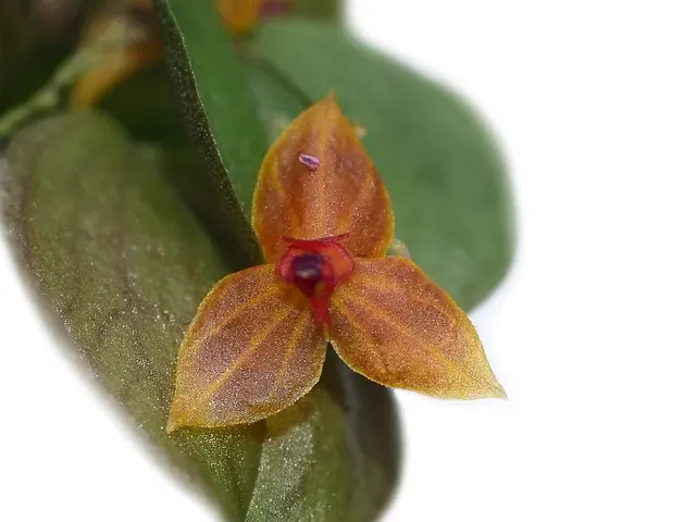 Lepanthes Sherry Bridygham