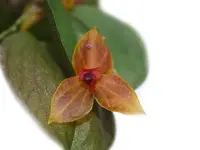 Lepanthes Sherry Bridygham