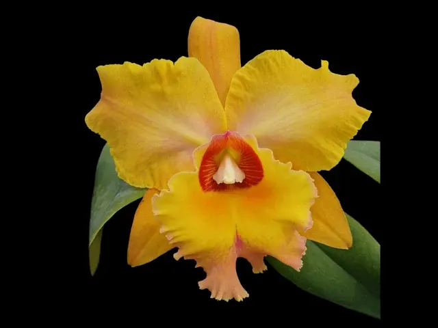 Rhyncholaeliocattleya Suzuki's Matrix (Rhyncholaeliocattleya)