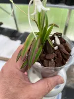 Neofinetia falcata ‘Beniogi’