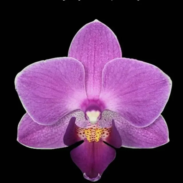 Phalaenopsis Younghome Purple Pinky