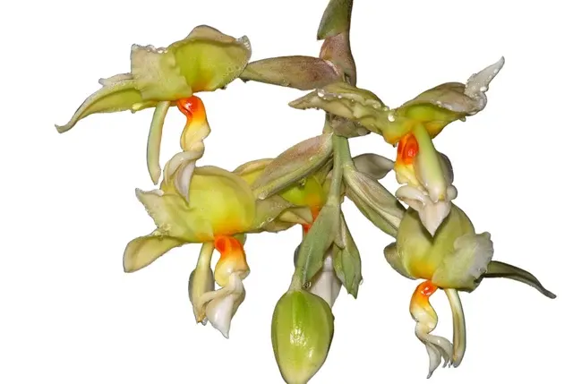 Stanhopea ruckeri (Stanhopea)