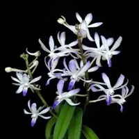 Neostylis Lou Sneary