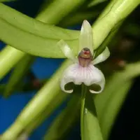 Rare Orchid Species scaphyglottis prolifera Mature Live Plant