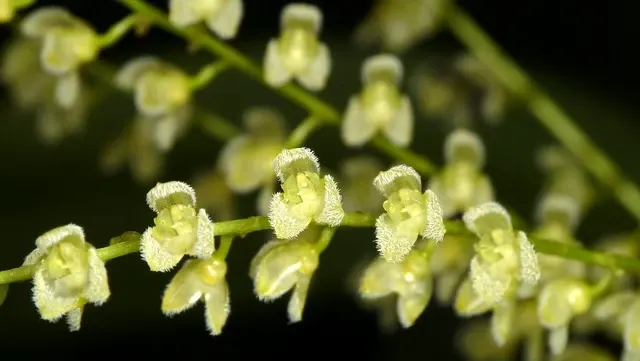 Pleurothallis Gelida